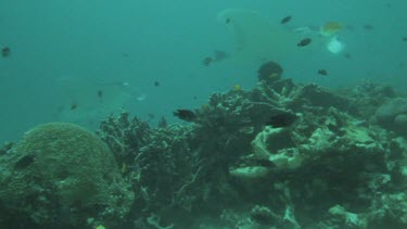 Black and white Manta Rays swimming along the ocean floor