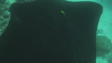 Black and white Manta Rays swimming along the ocean floor