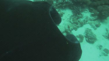 Black and white Manta Ray swimming along the ocean floor