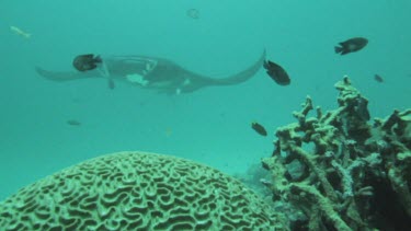 Black and white Manta Rays swimming along the ocean floor