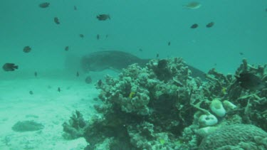 Black and white Manta Rays swimming along the ocean floor