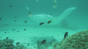 Black and white Manta Rays swimming along the ocean floor