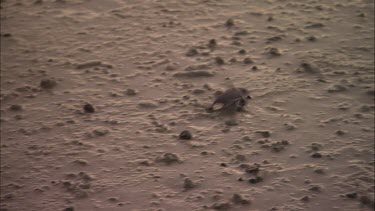 Turtle hatchling crawling down the beach towards the ocean at sunset