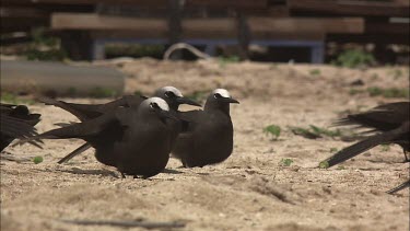 Flock of White-Capped Noddies on the beach