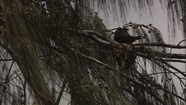 White-Capped Noddy nesting in a tree