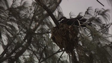 White-Capped Noddy nesting in a tree