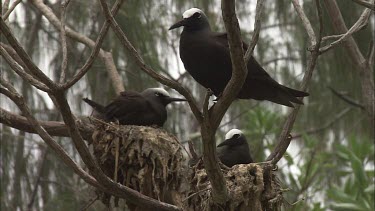 White-Capped Noddies nesting in a tree