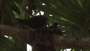Black Noddy and hatchling in a nest in a tree