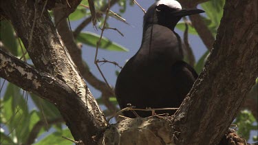 Black Noddy nesting in a tree