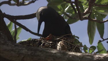 Black Noddy nesting in a tree