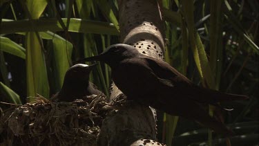 Pair of nesting Black Noddies in a tree
