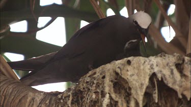 Black Noddy feeding its hatchlings in a nest