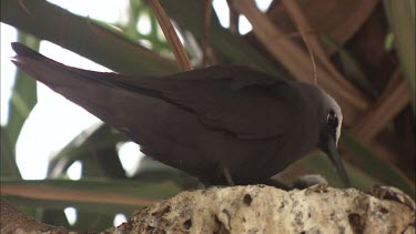 Black Noddy feeding its hatchlings in a nest