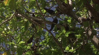 Black Noddies perched in a tree