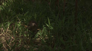 Buff-Banded Rails rooting through the grass