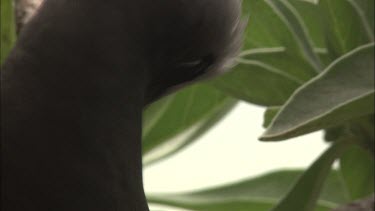 Close up of a nesting White-Capped Noddy