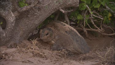 Green Sea Turtle Resting, Moves Towards Water