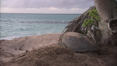 Green Sea Turtle Resting, Moves Towards Water