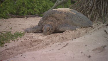 Green Sea Turtle Resting, Moves Towards Water
