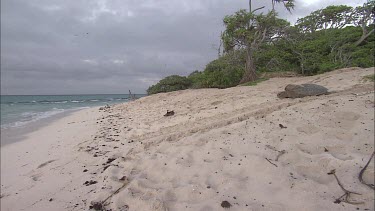 Green Sea Turtle Resting, Moves Towards Water