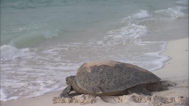 Green Sea Turtle Resting, Moves Towards Water