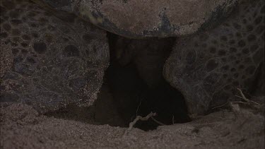 Green Turtle Laying Eggs
