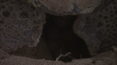 Green Turtle Laying Eggs