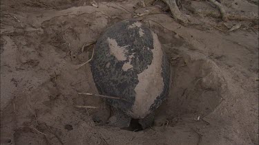 Green Turtle Laying Eggs. Baby hatchlings trying to escape but fall into the hole.
