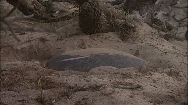 Side View of Green Turtle Laying Eggs