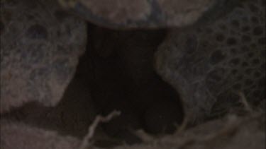 Green Turtle Laying Eggs