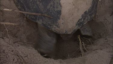 Green Turtle Covering Eggs With Sand