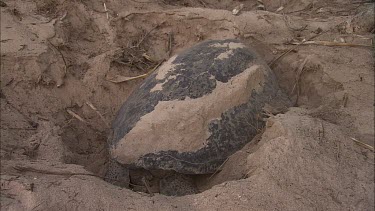 Green Turtle resting on sand