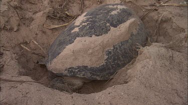 Green Turtle Covering Eggs With Sand