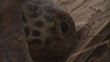 Close-up of face. Green Turtle Covering Eggs With Sand.