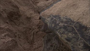 Green Turtle Covering Eggs With Sand