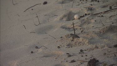 Green Sea Turtle Hatchling trying to dig out of nest and trying to get to the ocean