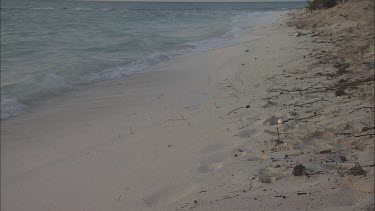 Green Sea Turtle Hatchling trying to dig out of nest and trying to get to the ocean