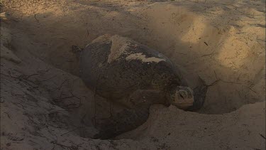 Green Turtle Covering Eggs With Sand
