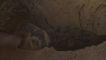 Green Turtle Covering Eggs With Sand