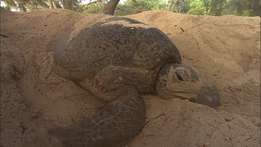 Green Turtle Covering Eggs With Sand