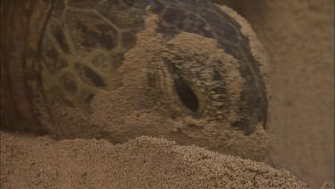 Green Turtle Covering Eggs With Sand
