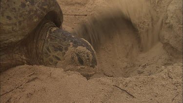Green Turtle Covering Eggs With Sand