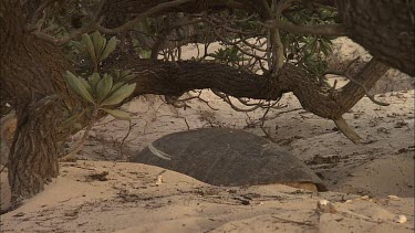 Green Turtle Covering Eggs With Sand