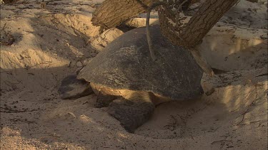 Green Turtle Covering Eggs With Sand