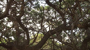 Panning down from tree to Green Turtle Covering Eggs With Sand