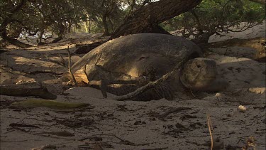 Green Sea Turtle leaving nest site and moving towards water