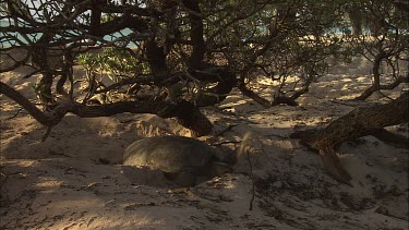 Green Sea Turtle leaving nest site and moving towards water