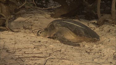 Green Sea Turtle leaving nest site and moving towards water