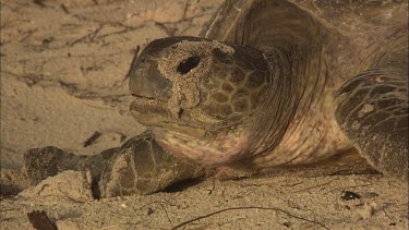 Green Sea Turtle leaving nest site and moving towards water