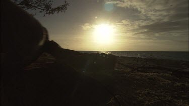 Green Sea Turtle leaving nest site and moving towards water